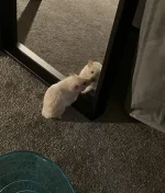 IMG_1157 cropped 2.webp IMG_1157 cropped 2.webp