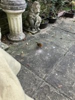 IMG_0402.jpeg