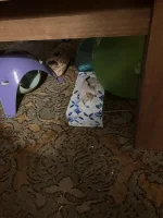 Raffy tissue box 2.webp