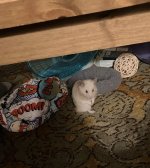 IMG_E1183.jpeg