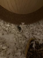 IMG_1216.jpeg