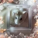 Day 2 Jain's Pete.webp