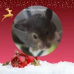 Day 20 eviee.jpg's Reggie.png