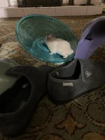 IMG_1235.jpeg
