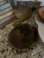 IMG_1242.jpeg