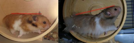 Hamster wheel size photo.JPG