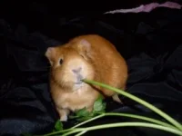 Peronel-and-parsley.webp