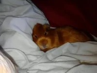 Amelia-Jane-sleeping.webp