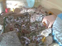 Ham Cam 1_0_playback_1706270186461.webp