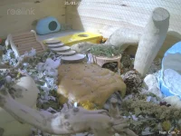 Ham Cam 2_live_1706718168584.webp