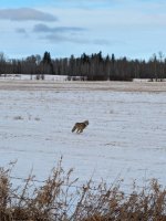 PXL_20240213_180404033.jpg