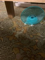 IMG_1553.jpeg IMG_1553.jpeg