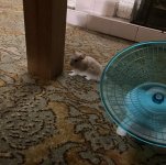 IMG_1557.jpeg