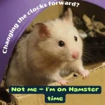 Hamster Time clocks change.webp