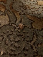 IMG_1729.jpeg