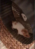 Buddy too thin ?.png Buddy too thin ?.png