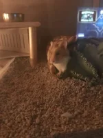 Hi Mamma.jpeg Hi Mamma.jpeg