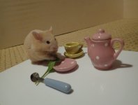 Newt tea party.jpg Newt tea party.jpg