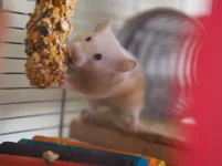 P4231437 resized 650 - Copy.webp