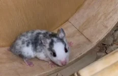 Screenshot_20240503_000856_Video Player.webp