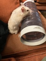 IMG_1817.jpeg