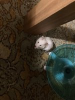 IMG_1825.jpeg