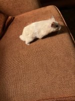 IMG_1846.jpeg