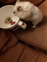 IMG_1847.jpeg