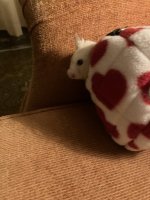 IMG_1867.jpeg IMG_1867.jpeg