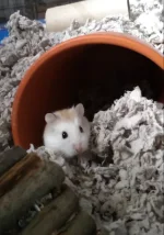 Screenshot_20220624-153802~2.webp Screenshot_20220624-153802~2.webp