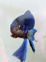 IMG_20240601_093113540_AE.jpg IMG_20240601_093113540_AE.jpg