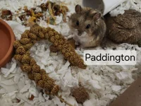 paddington 2.jpg
