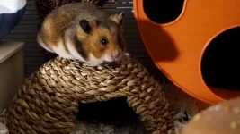 Tino on hyacinth hide.webp