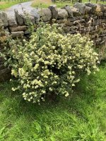 IMG_2023.jpeg