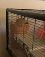 Higgins on hide.jpg Higgins on hide.jpg