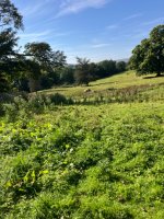 IMG_2297.jpeg