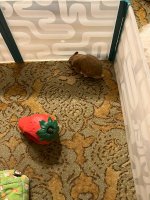 IMG_2322 jpeg.jpeg