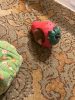 IMG_2323 jpeg.jpeg