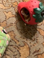 IMG_2325 jpeg.jpeg