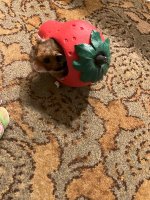 IMG_2327 jpeg.jpeg