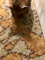 IMG_2330 jpeg.jpeg