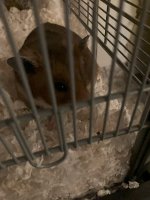 IMG_2336 jpeg.jpeg
