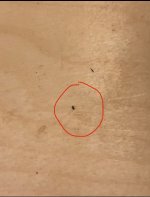 IMG_1342.jpeg