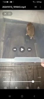 Screenshot_20241013_192637_Video Player.webp