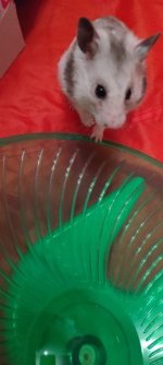 Hams Caption.jpg