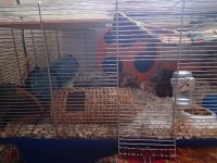 2016 Sept new cage layout (11).JPG