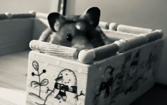 IMG_5397.jpeg
