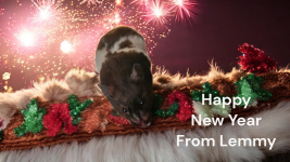 Happy New Year_Lemmy.png