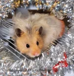 Grommit Christmas text.webp