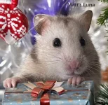 Luna Christmas Text.webp